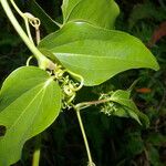 Smilax subpubescens