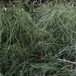 Equisetum giganteum Ліст