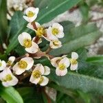 Euphorbia lophogona 花