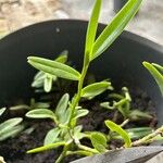 Epidendrum rigidum Leaf