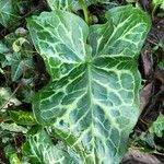 Arum italicum পাতা