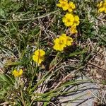 Helianthemum italicum 花