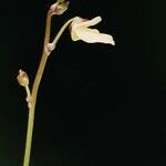 Utricularia minor Kvet
