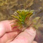Elodea densa 葉