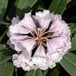Rhododendron coriaceum Λουλούδι