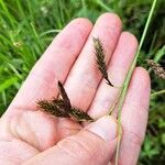 Carex frigida Mbuma