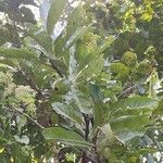 Tamilnadia uliginosa Fruto