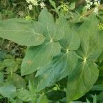 Sium sisarum Hoja