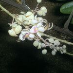 Cassia grandis Kukka