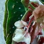 Begonia coccinea പുഷ്പം