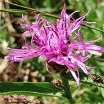 Centaurea nervosa Flower