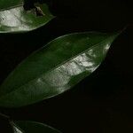 Oxandra asbeckii Hoja