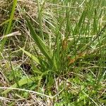 Tofieldia calyculata Hábito