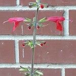 Salvia roemeriana Flor