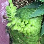 Aeonium tabulaeforme Συνήθη χαρακτηριστικά