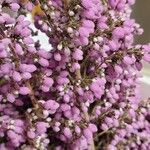 Erica umbellata Flower