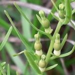 Thesium alpinum Fruit