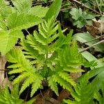 Botrychium virginianum Leaf