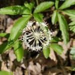 Panax trifolius 花