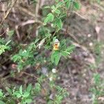 Crotalaria pumila برگ