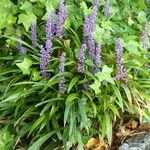 Liriope spicata Habit