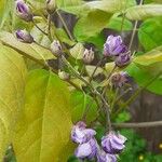 Wisteria frutescens Кветка