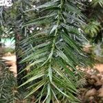 Araucaria angustifolia Hoja