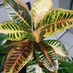 Codiaeum variegatum Foglia