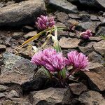 Allium cratericola Flor