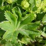 Alchemilla subcrenata Liść