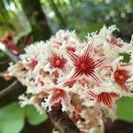 Acropogon macrocarpus Květ