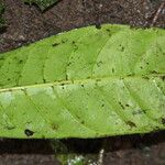 Pavetta bidentata Leaf