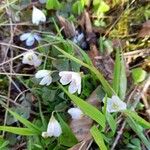 Oxalis acetosella Агульны выгляд