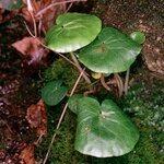 Soldanella villosa Habit