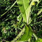 Knautia arvernensis Foglia