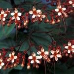 Clerodendrum paniculatum Λουλούδι
