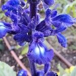 Salvia farinacea Květ