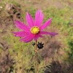 Cosmos bipinnatus Floare