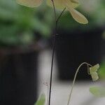 Adiantum peruvianum Листок