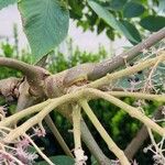 Aralia elata Bark