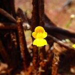 Utricularia gibba 花