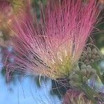 Albizia julibrissin Blomst