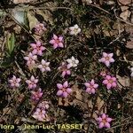 Rhodalsine geniculata Habitat