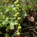 Orthilia secunda Fruit