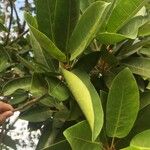 Ficus sansibarica Leaf