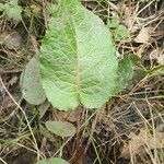 Rumex obtusifolius Feuille