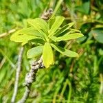 Daphne striata Blatt