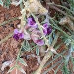 Astragalus missouriensis 花