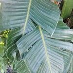 Strelitzia nicolai Leaf