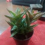 Aloe juvenna 叶